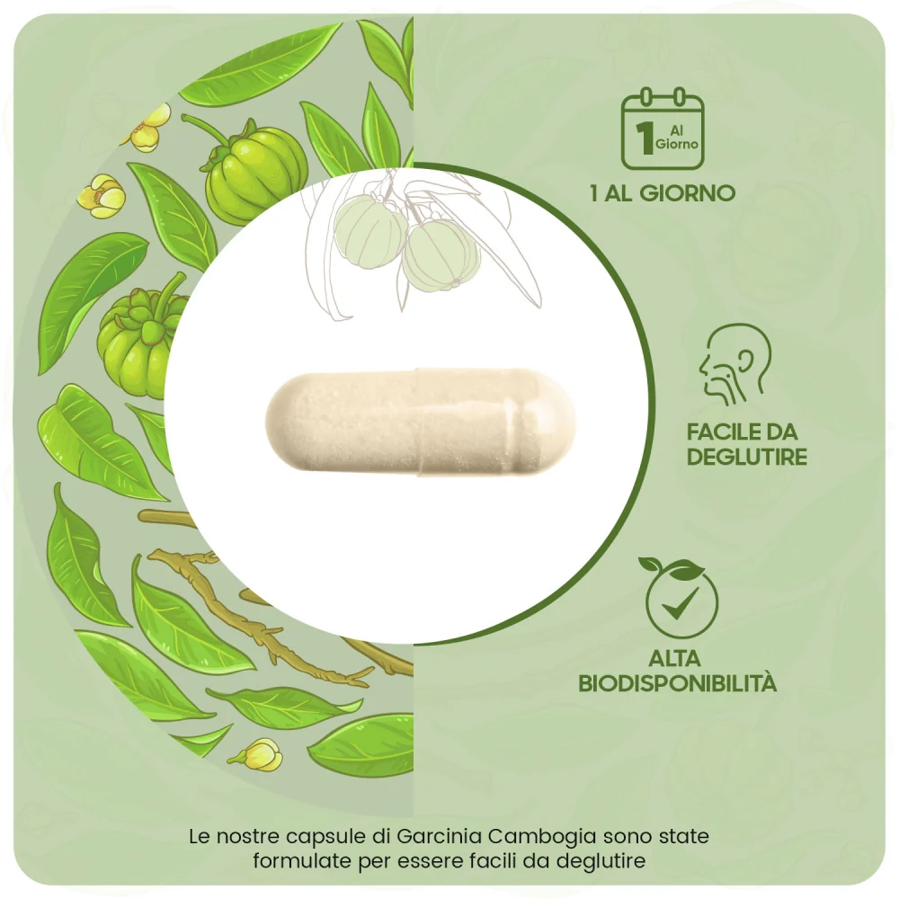 Garcinia Cambogia Pura - Image 5